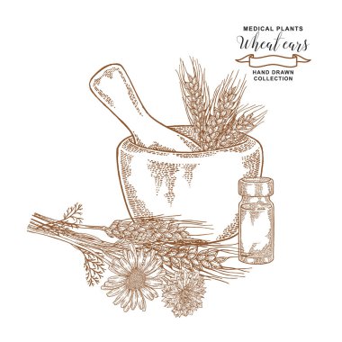Buğday kulakları ile Peygamber ve chamomiles. Tıbbi bitkiler ayarlayın. Vektör çizim elle çizilmiş.