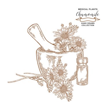 Papatya flowes ve yaprakları. Tıbbi bitkiler ayarlayın. Vektör çizim elle çizilmiş.