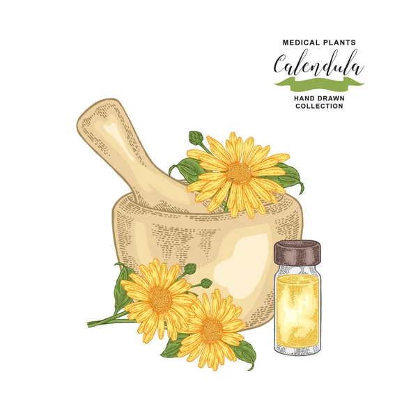 Calendula flowers with mortar and glass bottle of essential oil. Medical herbs. Botanical vector illustration. — Stock Vector