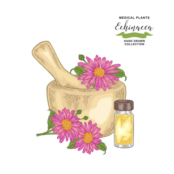 Flores de equinácea com argamassa e garrafa de vidro de óleo essencial. Ervas medicinais. Ilustração do vetor botânico . — Vetor de Stock