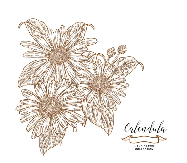 Calendula fiori e foglie. Set di erbe mediche. Illustrazione del vettore disegnato a mano . — Vettoriale Stock