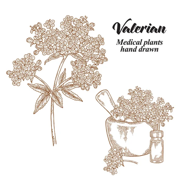 Valeriana flores e folhas isoladas no fundo branco. Ervas medicinais preparadas. Ilustração vetorial desenhada à mão . — Vetor de Stock