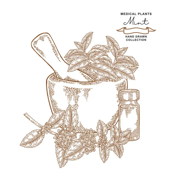 Pimienta de menta flores y hojas. Plantas medicinales listas. Ilustración vectorial dibujada a mano . — Vector de stock