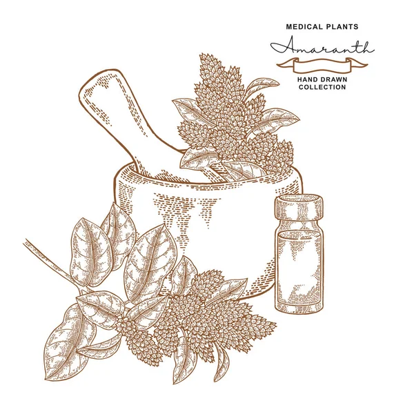 Amarantusa kwiatów i liści. Zestaw roślin leczniczych. Wektor ilustracja ręcznie rysowane. — Wektor stockowy