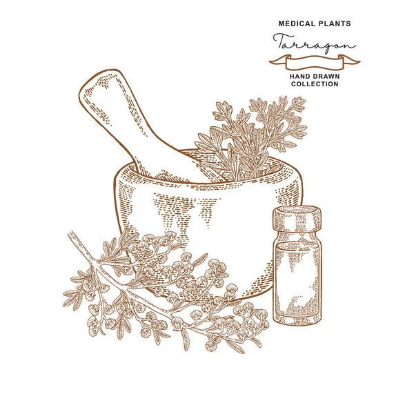 Tarhun yaprak. Tıbbi bitkiler ayarlayın. Vektör çizim elle çizilmiş.