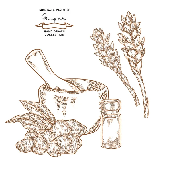 Zencefil kökü, yaprakları ve küme çiçekler. Tıbbi bitkiler koleksiyonu. Vektör çizim elle çizilmiş.