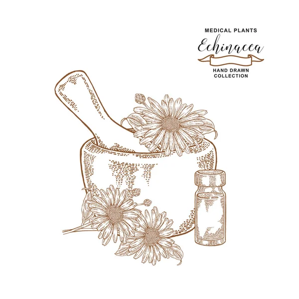 Echinacea-Blüten mit Mörser und Glasflasche mit ätherischem Öl. Heilkräuter. botanische Vektorillustration. — Stockvektor