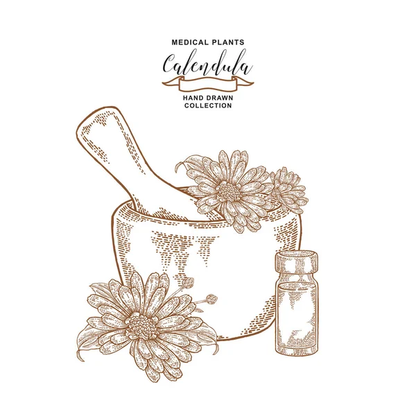 Ringelblumen mit Mörser und Glasflasche mit ätherischem Öl. Heilkräuter. botanische Vektorillustration. — Stockvektor