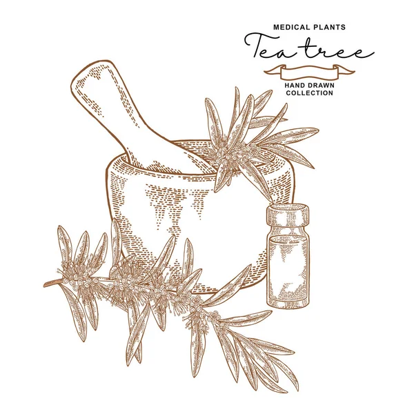 Tea tree flowers and leaves. Melaleuca essential oil. Medical planrs set. Vector illustration hand drawn. — Stock Illustration Tea tree flowers and leaves. Melaleuca essential oil. Medical planrs set. Vector illustration hand drawn. Royalty Free Stock Vectors