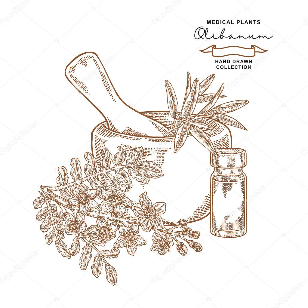 Olibanum tree branch with flowers. Medical plants set. Vector illustration hand drawn.