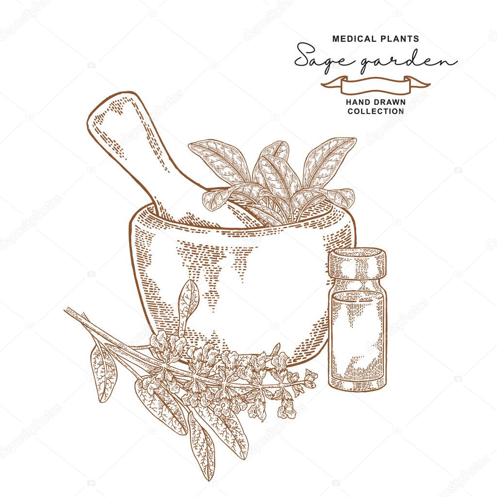 Sage garden leaves and flowers. Salvia essential oil. Medical plants set. Vector illustration hand drawn.