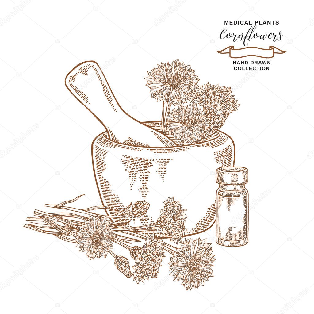 Cornflowers with mortar and glass bottle of essential oil. Medical herbs. Botanical vector illustration.