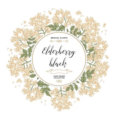 El arka plan siyah mürver ile çekilmiş. Mürver veya mürver çiçekleri ve yaprakları. Vektör çizim.