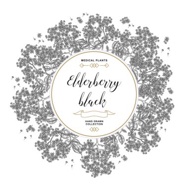 El arka plan siyah mürver ile çekilmiş. Mürver veya mürver çiçekleri ve yaprakları. Vektör çizim kazınmış.