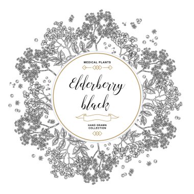 El arka plan siyah mürver ile çekilmiş. Mürver veya sambucus çiçek ve meyveleri. Vektör çizim kazınmış.