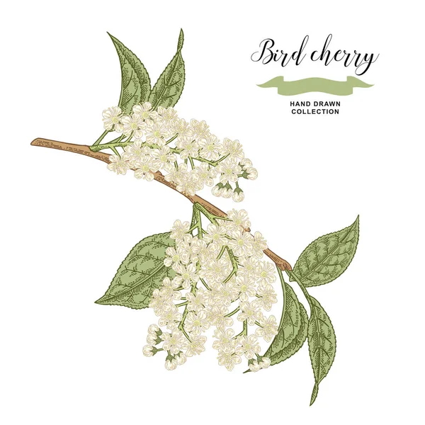 Ramo di ciliegio isolato su sfondo bianco. Fiori di ciliegio disegnati a mano. Illustrazione vettoriale botanica . — Vettoriale Stock