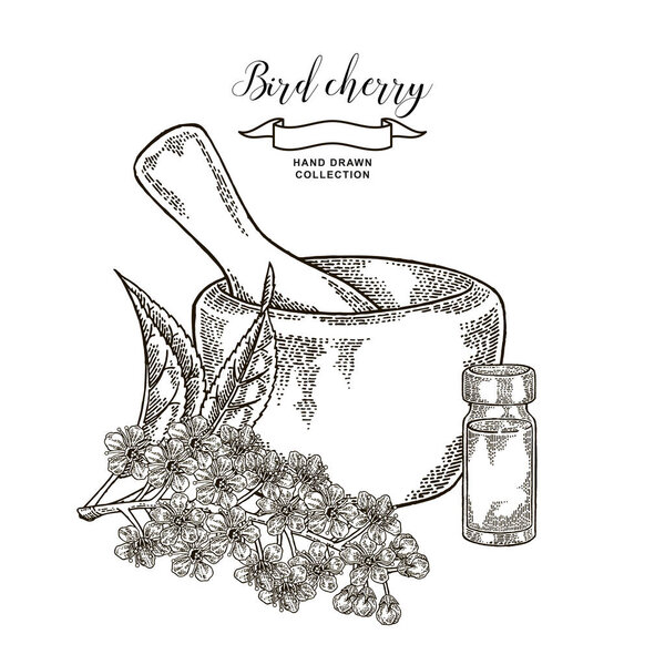 Bird cherry tree flowers with mortar and glass bottle of essential oil. Hand drawn bird-cherry blossom. Vector illustration vintage.