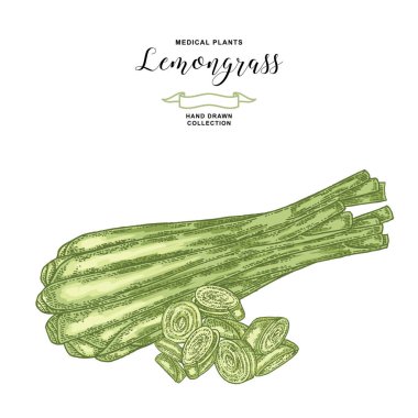 Beyaz arka plan üzerinde izole Limon otu bitkisi. El Limon otu bitkileri çekilmiş. Vektör çizim.