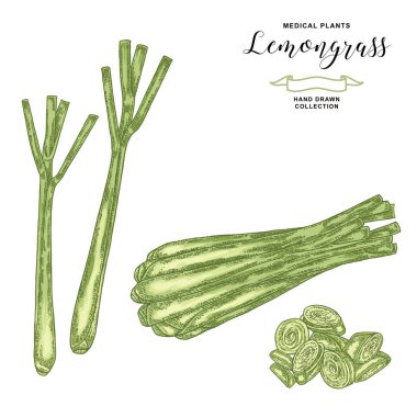 Beyaz arka plan üzerinde izole Limon otu bitkisi. Elle çizilmiş Limon otu yaprakları ve dilimleri. Vektör çizim.