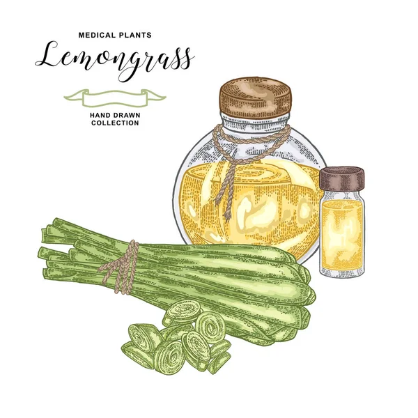 Lemongrass plant isolated on white background. Hand drawn set of lemongrass green leaves, slices and glass bottle of lemongrass oil. Vector illustration. — Stock Vector