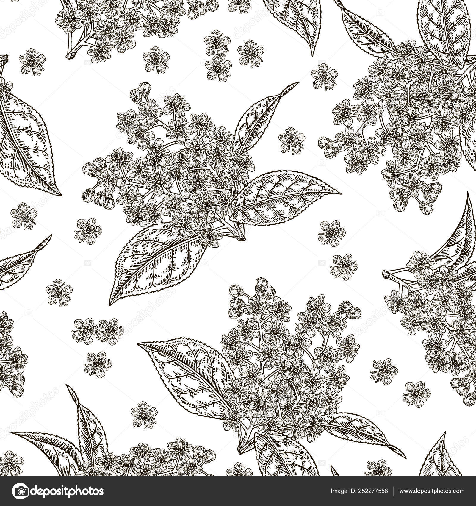 Bird Cherry Flowers Seamless Pattern Hand Drawn Bird Cherry