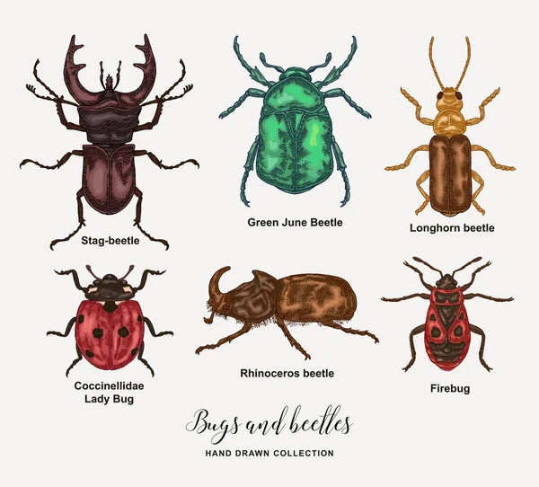 Errores de ilustración vectorial y escarabajos. Colección de insectos dibujados a mano. Bocetos de colores detallados en estilo vintage . — Archivo Imágenes Vectoriales