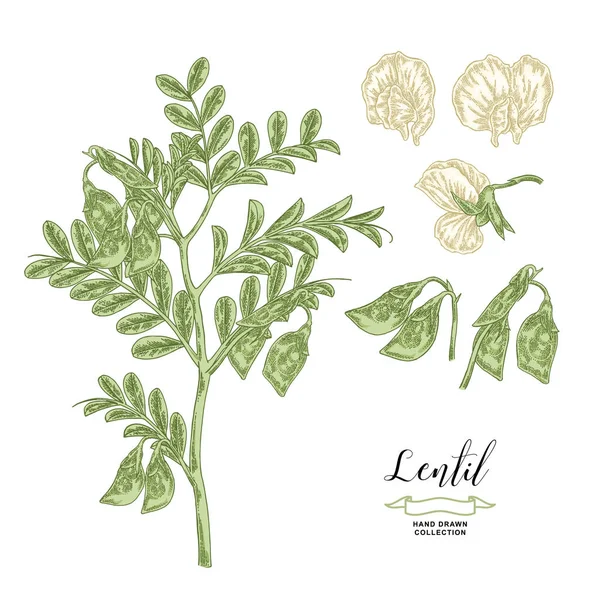 Planta de lentilha isolada sobre fundo branco. Ramo de lentilha com flores e vagens. Legumes desenhados à mão. Ilustração vetorial . —  Vetores de Stock