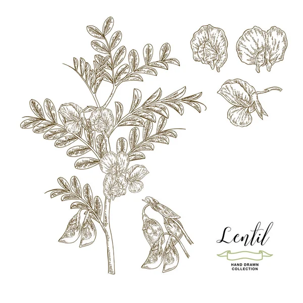 Linsenpflanze isoliert auf weißem Hintergrund. Linsenzweig mit Blüten und Schoten. Handgezeichnete Hülsenfrüchte. Vektor Illustration Jahrgang. — Stockvektor