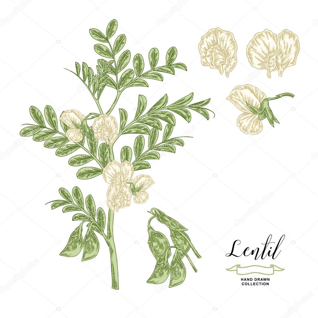 Lentil plant isolated on white background. Lentil branch with flowers and pods. Hand drawn legumes. Vector illustration.