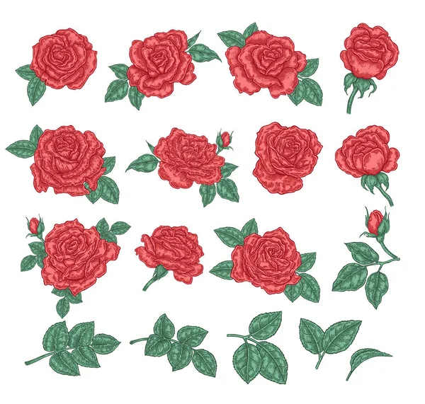 Colección de rosas rojas. Flores de color rosa, hojas y brotes aislados sobre fondo blanco. Ilustración vectorial dibujada a mano. Elementos de diseño floral . — Archivo Imágenes Vectoriales