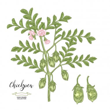 Beyaz arka planda izole nohut bitki. Nohut çiçekleri, kapsüller ve tohumlar koleksiyonu. El çekilmiş bakliyat. Vektör Illustration.