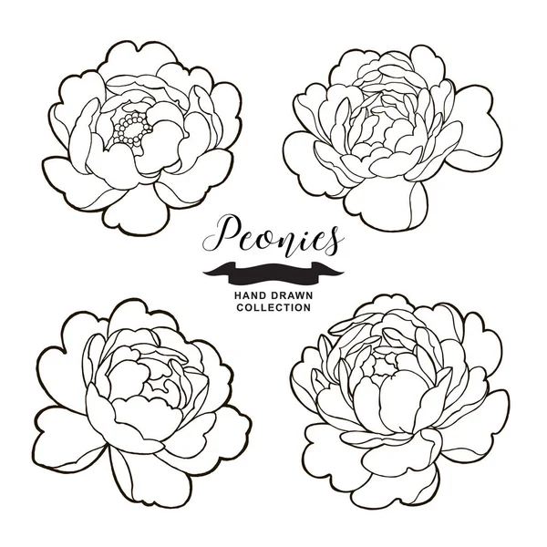 Квіти півонії начерки. Рука намальовані квіти ізольовані на білому тлі. Квіткові елементи Векторні ілюстрації . — стоковий вектор