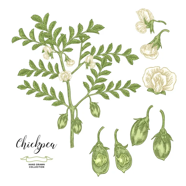 Pois chiche isolé sur fond blanc. Collection de fleurs, gousses et graines de pois chiches. Légumineuses dessinées à la main. Illustration vectorielle . — Image vectorielle