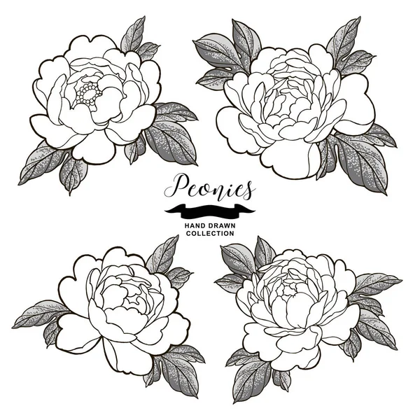 Esbozos de flores de peonía. Flores dibujadas a mano aisladas sobre fondo blanco. Elementos florales vector ilustración . — Vector de stock
