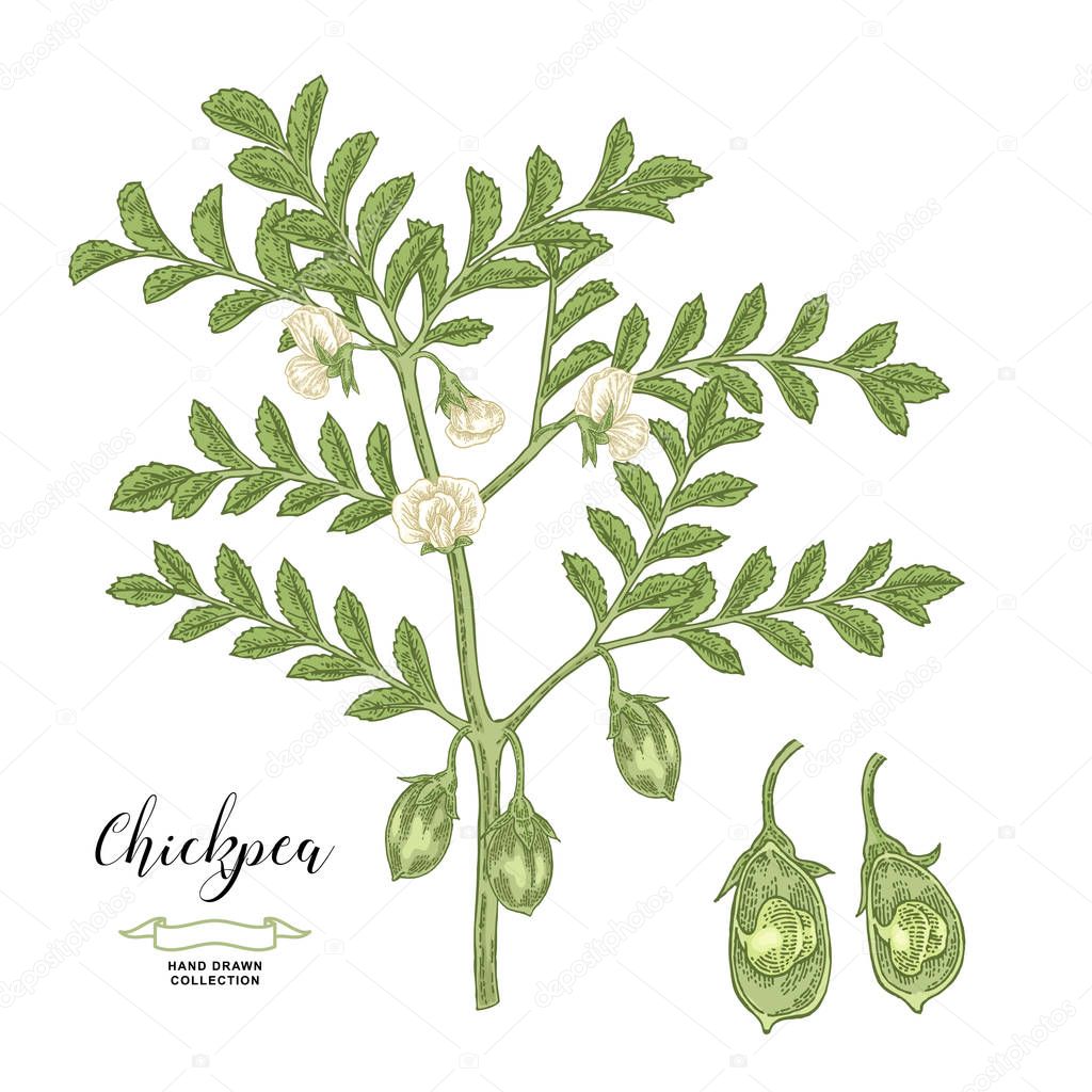 Chickpea plant isolated on white background. Chickpea flowers, pods and seeds collection. Hand drawn legumes. Vector illustration.