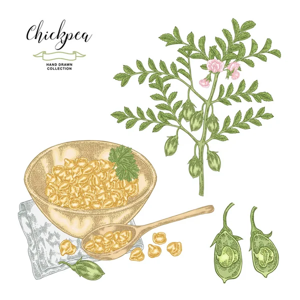 Chickpea plant isolated on white background. Chickpea pods and seeds with wooden spoon and bowl. Hand drawn legumes. Vector illustration. — Stock Vector