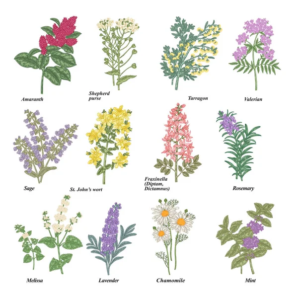 Ensemble d'herbes médicinales et cosmétiques. Fleurs et plantes médicinales dessinées à la main isolées sur fond blanc. Illustration vectorielle . — Image vectorielle