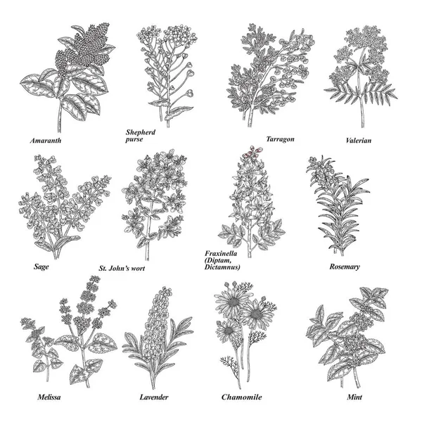 Set de hierbas medicinales y cosméticas. Plantas medicinales dibujadas a mano y flores aisladas sobre fondo blanco. Ilustración vectorial grabado . — Vector de stock