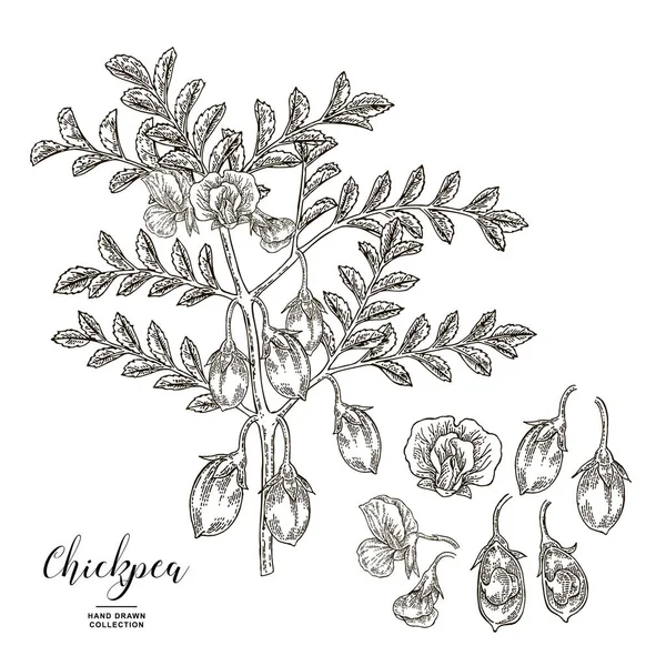 Csicseriborsó növény izolált fehér alapon. Csicseriborsó virágok, hüvelyek és magvak. Kézzel rajzolt hüvelyesek. Vektoros illusztráció gravírozott. — Stock Vector