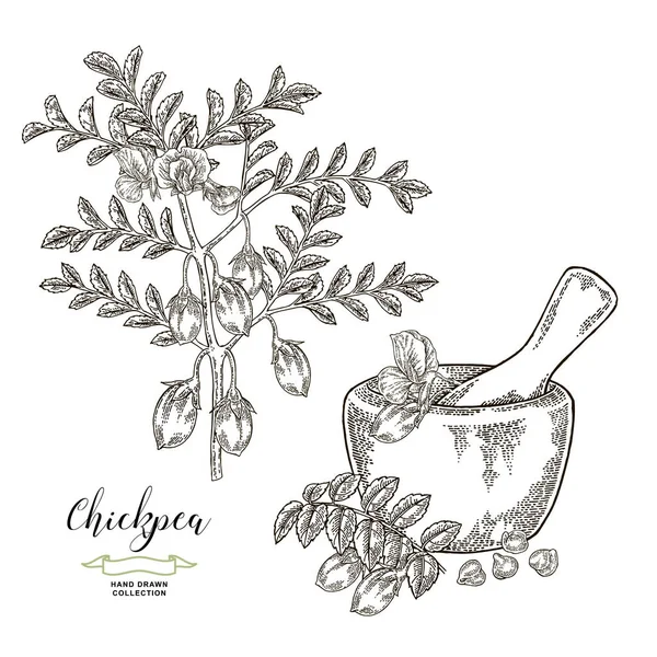 Planta de garbanzos aislada sobre fondo blanco. Legumbres dibujadas a mano. Ilustración vectorial grabado . — Vector de stock