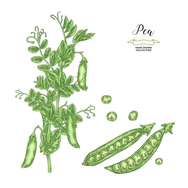 Pea plant isolated on white background. Hand drawn legumes. Vector illustration. — Stock Vector