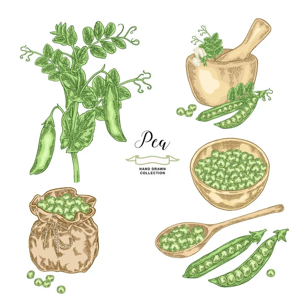 Ervilha com vagens e sementes isoladas sobre fundo branco. Legumes desenhados à mão. Ilustração vetorial . — Vetor de Stock