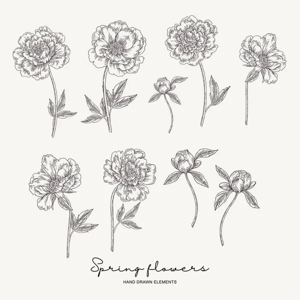 Hand drawn peonies. Spring flowers set. Garden plants. Vector illustration engraved. — Stock Vector