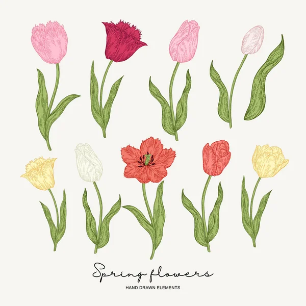 Ručně kreslené barevné tulipány. Jarní květiny nastaveny. Zahradní rostliny. Botanická vektorová ilustrace. — Stockový vektor