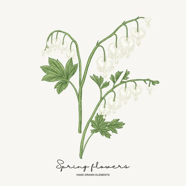 Ręcznie rysowane Dicentra. Białe kwiaty w kształcie serca wiosna zestaw. Rośliny ogrodowe. Ilustracja wektorowa botaniczna. — Wektor stockowy