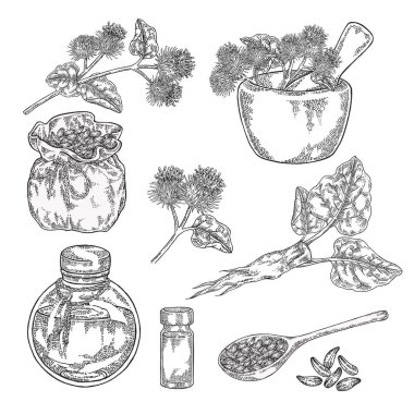 Burdock tesisi seti. El çizilmiş burdock kök, çiçekler, tohum ve yağ. Tıbbi ve kozmetik otlar. Vektör illüstrasyon oyulmuş.