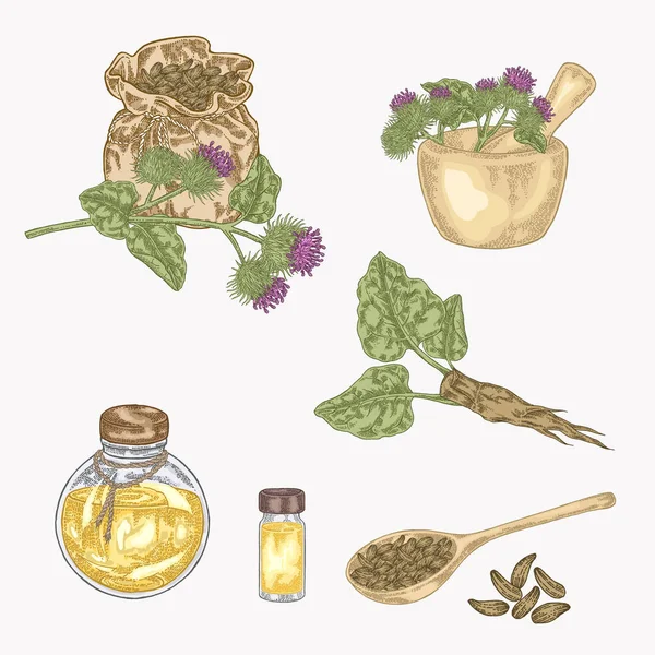 Kardborre anläggning hand dras. Kardborre blommor, rötter, påse med frön, glasflaskor olja. Medicinsk och kosmetisk ört. Vektor illustration. — Stock vektor