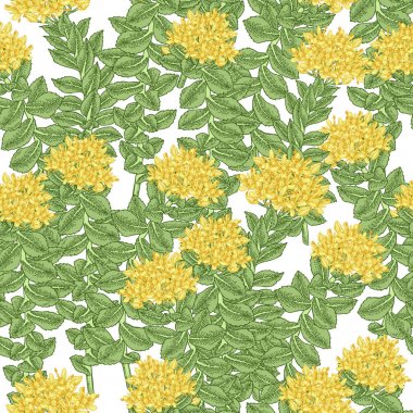 Rhodiola rosea dikişsiz desen. Beyaz arka planda altın kök dalları. Tıbbi ve kozmetik otlar. Vektör çizimi.