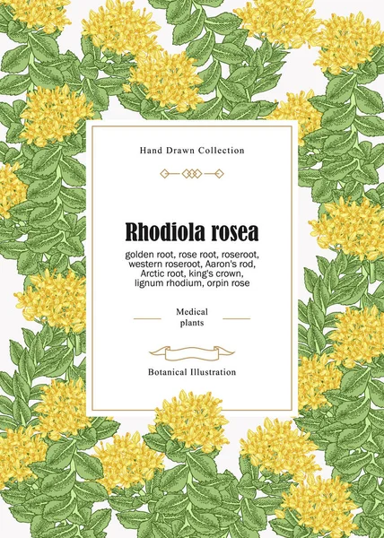 Rhodiola rosea virágok és levelek. Vintage háttér. Gyógyászati és kozmetikai gyógynövények. Vektoros illusztráció. — Stock Vector