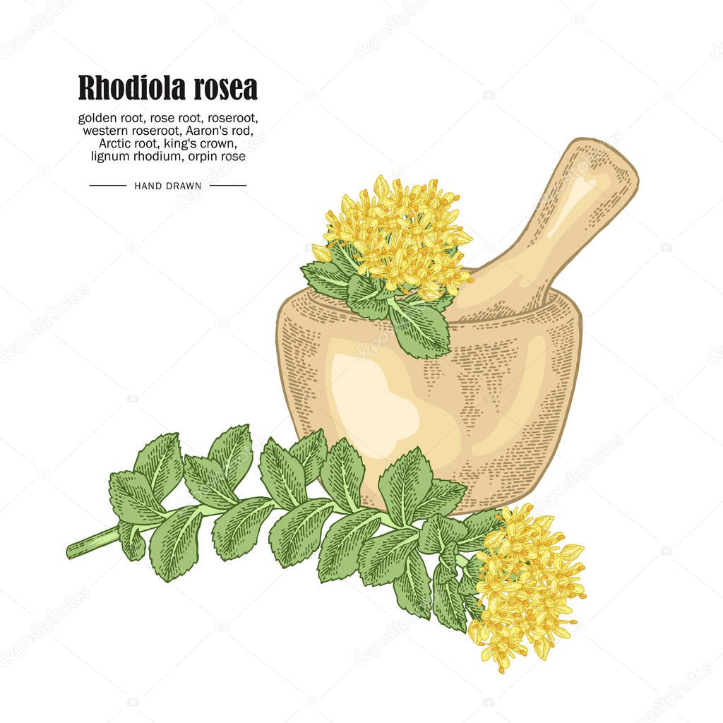 Rhodiola rosea branch and wooden bowl isolated on white background. Medical and cosmetic herbs. Vector illustration hand drawn.